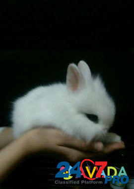 Кролик карликовый Stantsiya Balashikha - photo 1