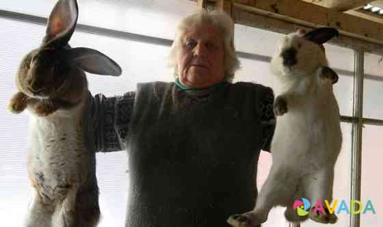 Продаются племенные кролики мясных пород Bronnitsy