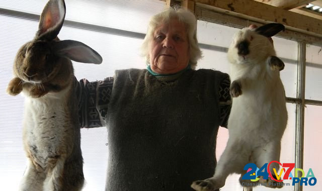 Продаются племенные кролики мясных пород Bronnitsy - photo 6