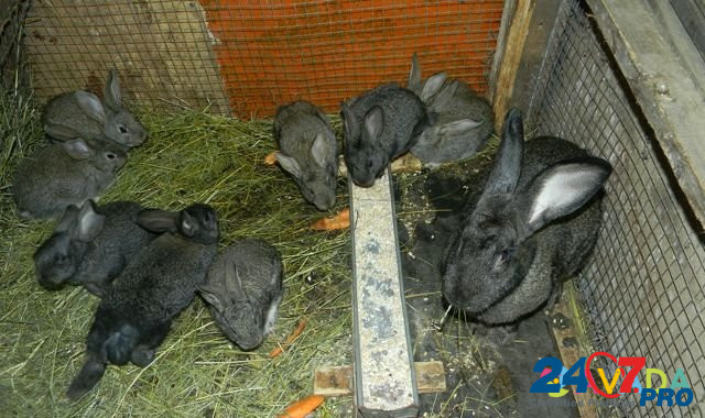 Продаются племенные кролики мясных пород Bronnitsy - photo 7