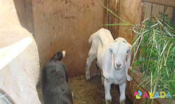 Продам козочек от молочных коз Bronnitsy