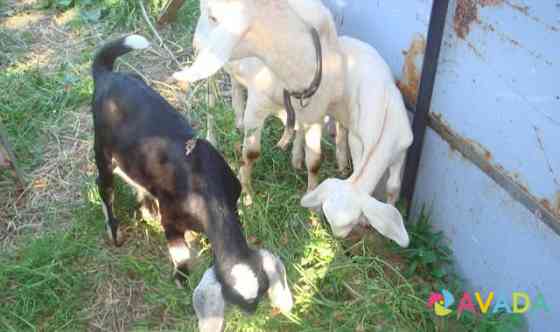 Продам козочек от молочных коз Bronnitsy