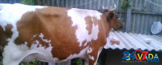Коровы Bobrov - photo 1