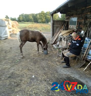 Лошадь Kormilovka - photo 3