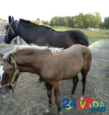 Лошадь Kormilovka - photo 1