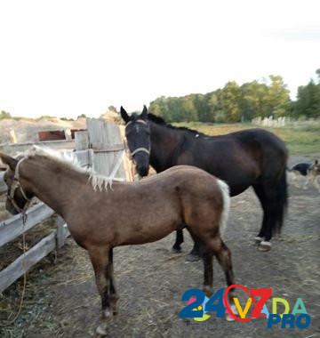 Лошадь Kormilovka - photo 2
