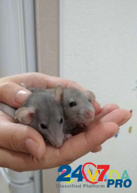Крысы дамбо (рекс, хаски) Ульяновск - изображение 2