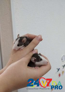 Крысы дамбо (рекс, хаски) Ульяновск - изображение 4