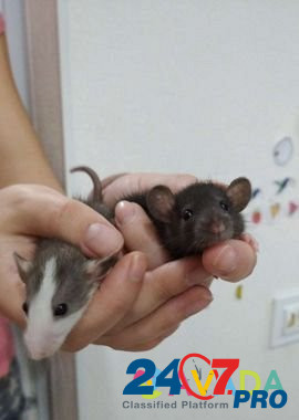 Крысы дамбо (рекс, хаски) Ульяновск - изображение 1
