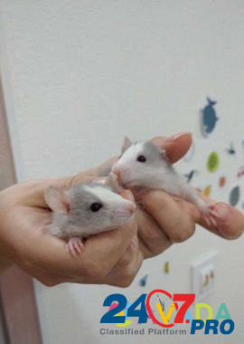 Крысы дамбо (рекс, хаски) Ульяновск - изображение 3