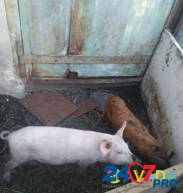 Свиноматка и поросята Goreloye - photo 2