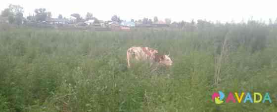 Коровы Prigorskoye