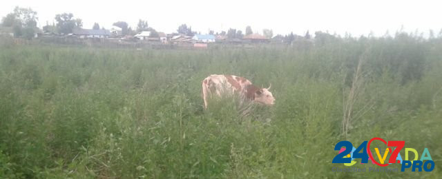 Коровы Prigorskoye - photo 2