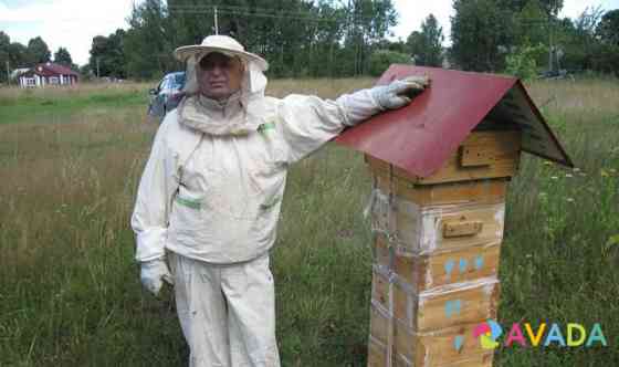 Продам пчелосемьи Ostrov