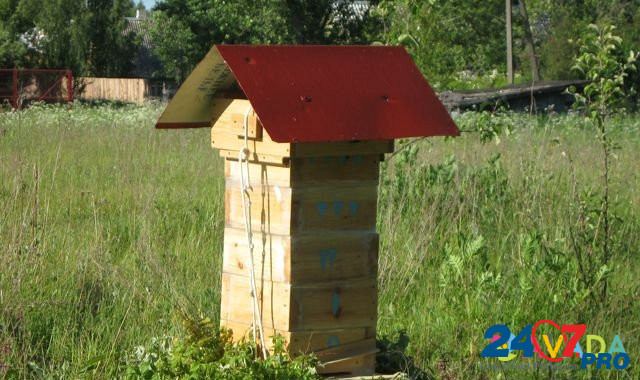 Продам пчелосемьи Ostrov - photo 3