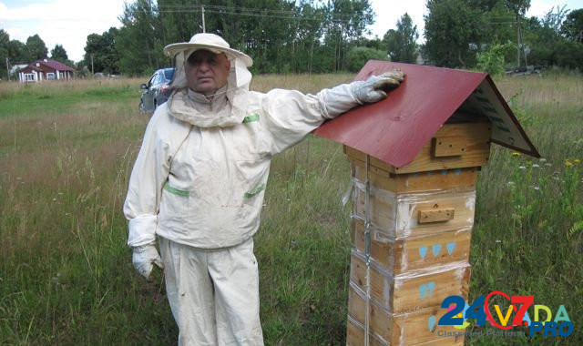 Продам пчелосемьи Ostrov - photo 5