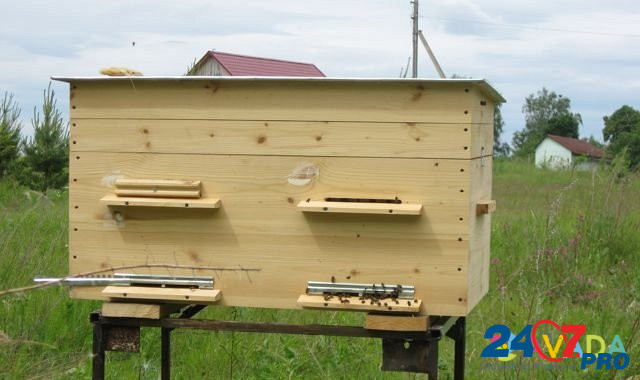 Продам пчелосемьи Остров - изображение 2