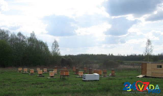 Продам пчелосемьи Ostrov - photo 6
