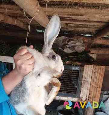 Кролик Buguruslan