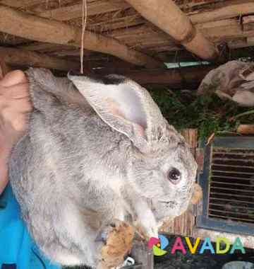 Кролик Buguruslan