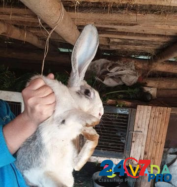 Кролик Buguruslan - photo 4