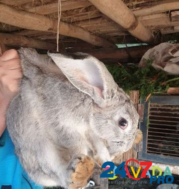 Кролик Бугуруслан - изображение 2