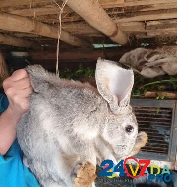 Кролик Buguruslan - photo 3