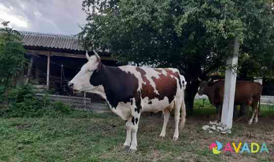 Две коровы и тёлка Урус-Мартан