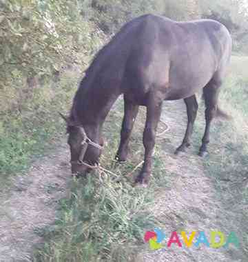 Лошадь Белореченск