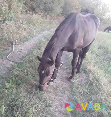 Лошадь Belorechensk
