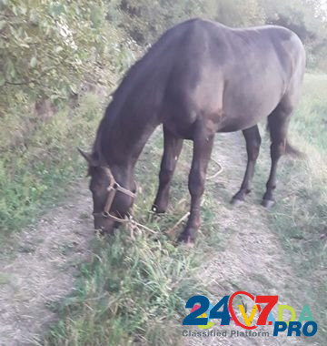 Лошадь Belorechensk - photo 1