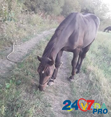 Лошадь Belorechensk - photo 2