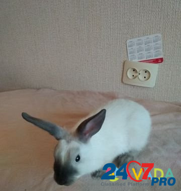 Кролик Desnogorsk - photo 3