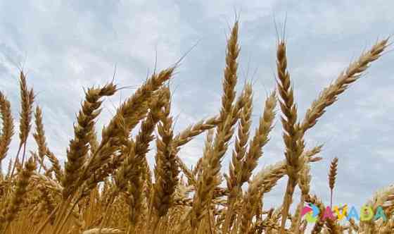 Зерно пшеница 5 класс Pallasovka