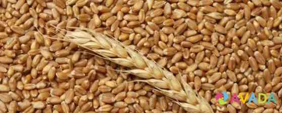 Продается озимая пшеница Приволжский