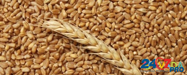 Продается озимая пшеница Приволжский - изображение 1
