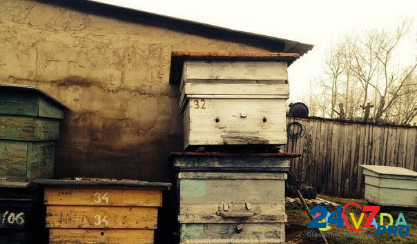 Продам улья и ловушки для пчёл Bol'shaya Sosnova - photo 2