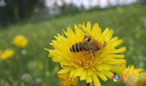 Рои, пчелы на рамках Izhevsk