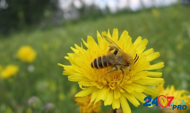 Рои, пчелы на рамках Izhevsk - photo 1