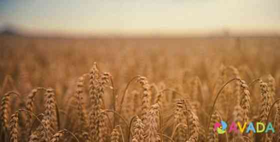 Пшеница Тербуны