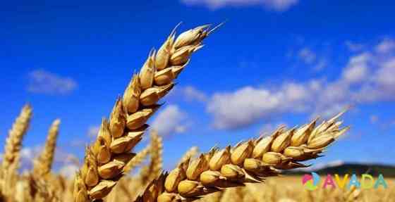 Продам пшеницу Kostroma