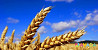 Продам пшеницу Kostroma
