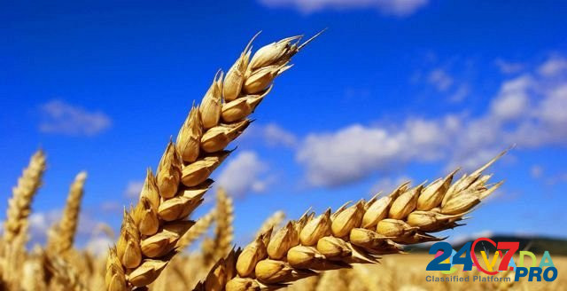 Продам пшеницу Kostroma - photo 1