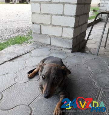 Собака потеряшка Новоселицкое - изображение 3