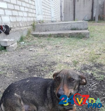 Собака потеряшка Novoselitskoye - photo 1