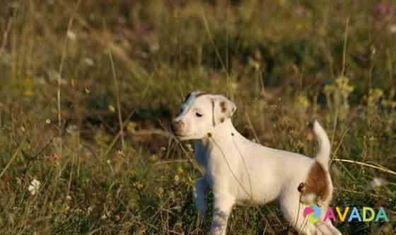 Гладкошёрстный фокстерьер щенки Simferopol