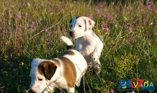 Гладкошёрстный фокстерьер щенки Simferopol - photo 4