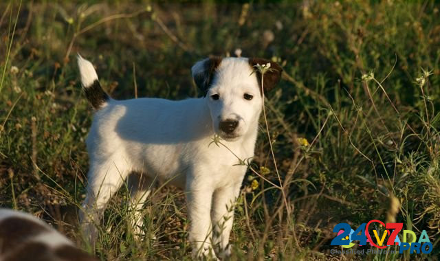 Гладкошёрстный фокстерьер щенки Simferopol - photo 3