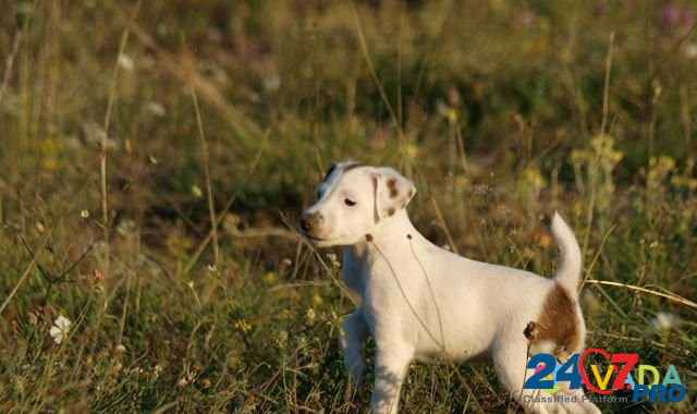 Гладкошёрстный фокстерьер щенки Simferopol - photo 2