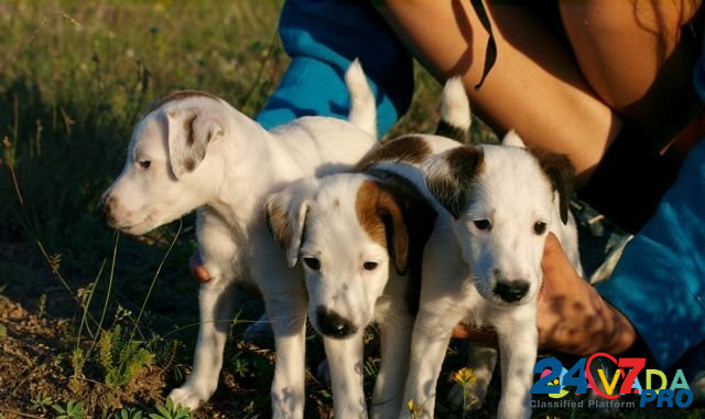Гладкошёрстный фокстерьер щенки Simferopol - photo 1